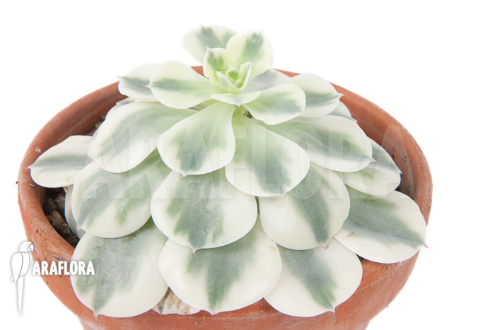 Echeveria &lsquo;Compton Carousel&rsquo;