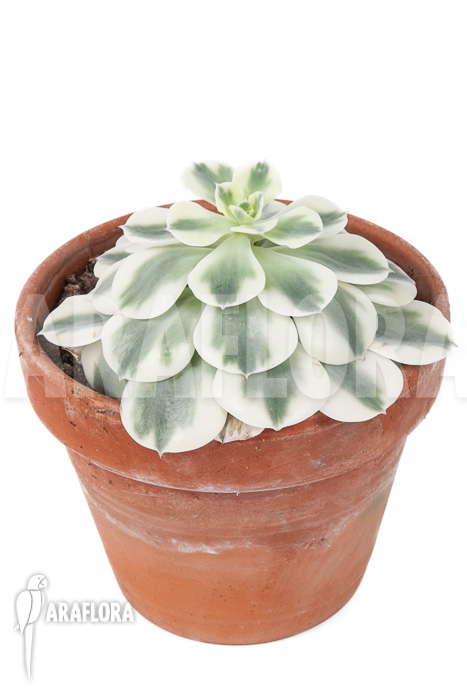 Echeveria &lsquo;Compton Carousel&rsquo;