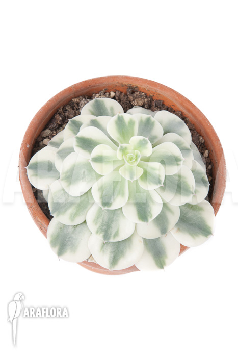 Echeveria &lsquo;Compton Carousel&rsquo;