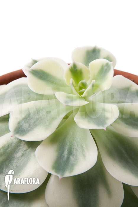 Echeveria &lsquo;Compton Carousel&rsquo;