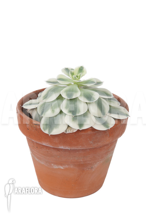 Echeveria &lsquo;Compton Carousel&rsquo;