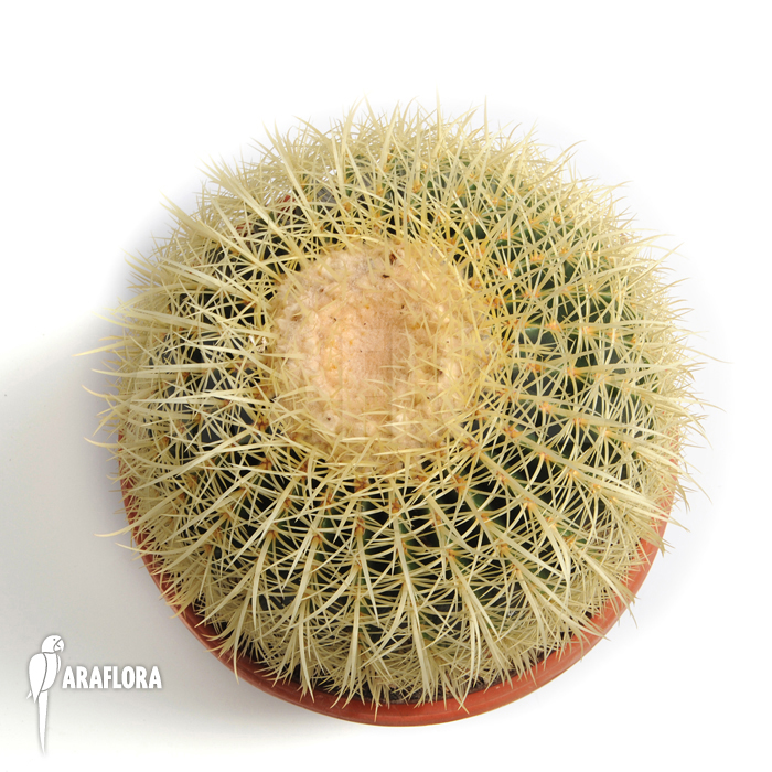 Echinocactus grusonii