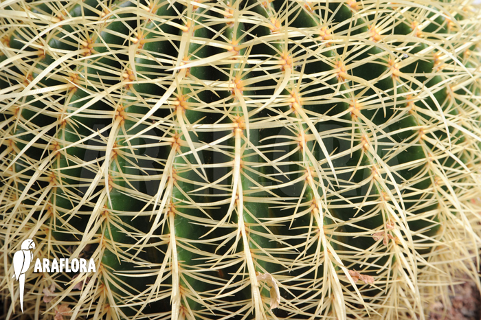 Echinocactus grusonii