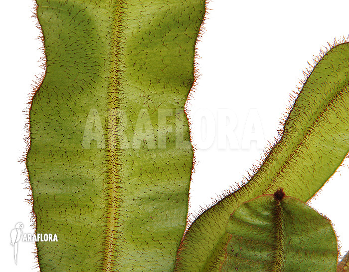 Elaphoglossum apodum &lsquo;Type 2&rsquo;