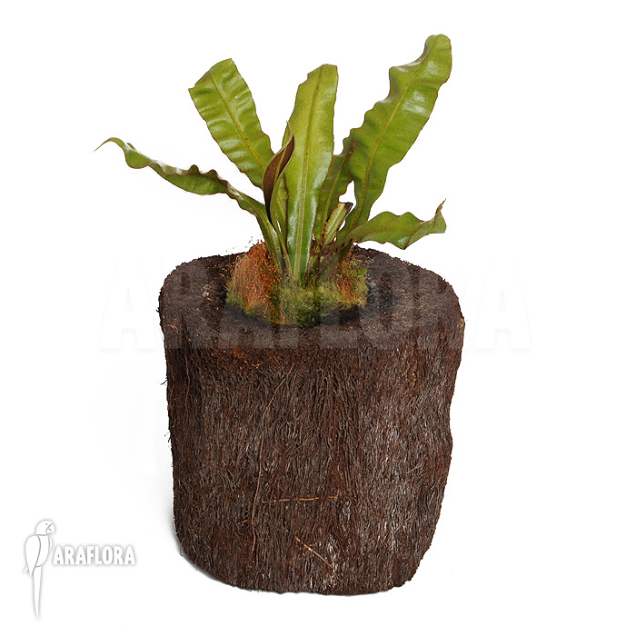 Elaphoglossum apodum type 3