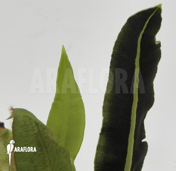 Elaphoglossum apodum type3