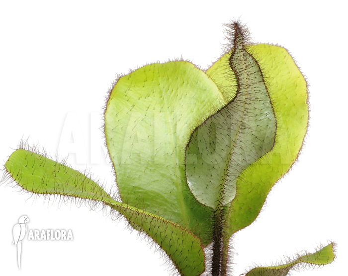 Elaphoglossum crinitum