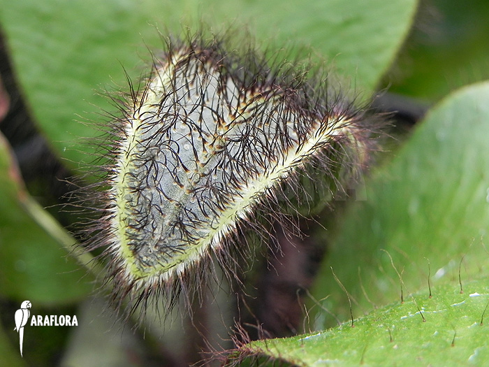 Elaphoglossum crinitum