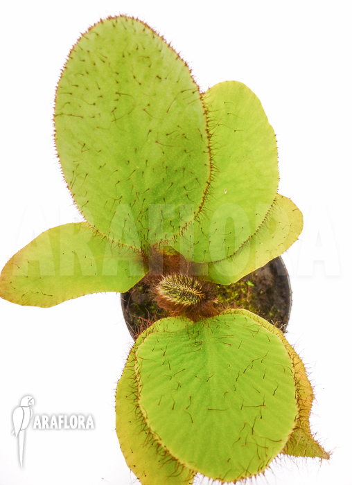 Elaphoglossum crinitum Starter