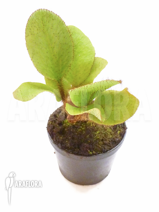 Elaphoglossum crinitum Starter