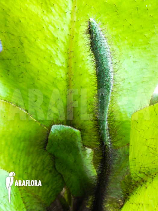 Elaphoglossum crinitum XL