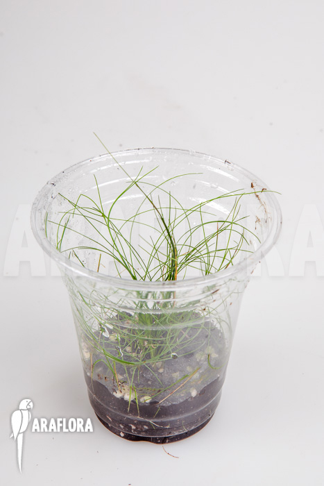 Eleocharis sp minima