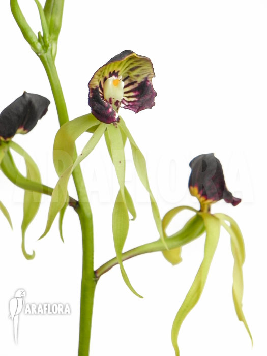 Prosthechea cochleata flower