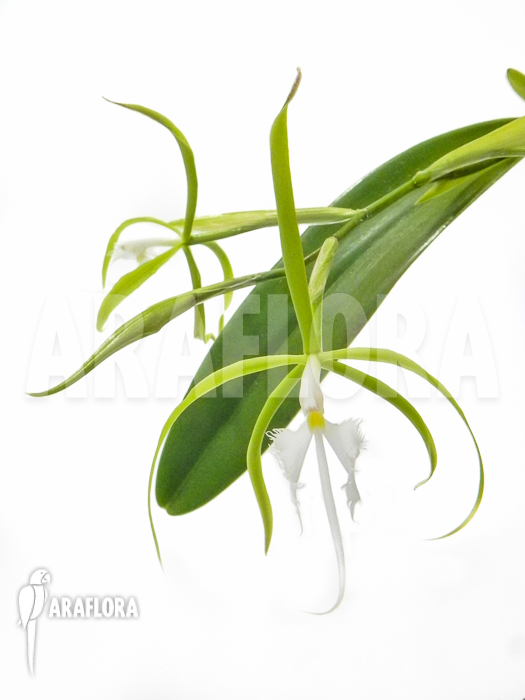 Epidendrum ciliare