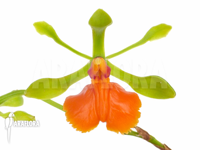 Epidendrum pseudepidendrum flower
