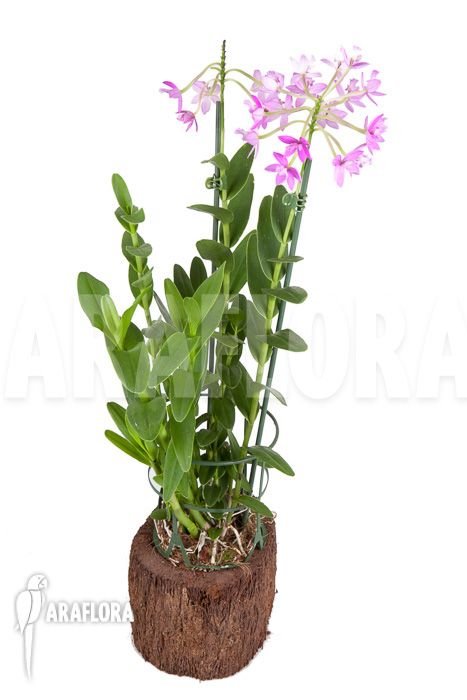 Epidendrum radicans &lsquo;Pink&rsquo;