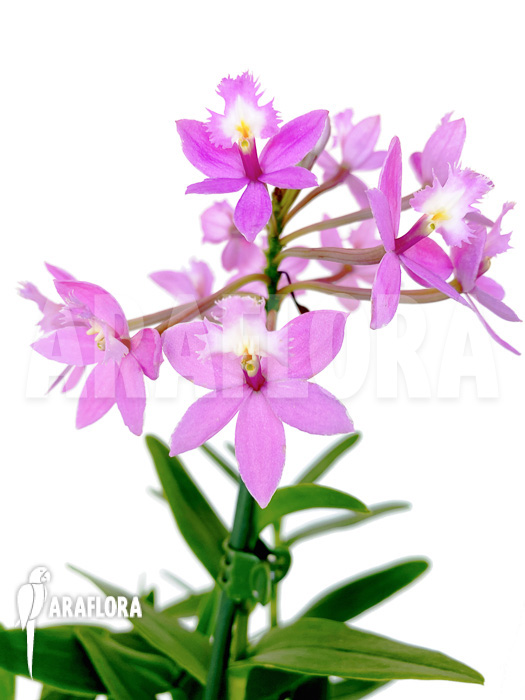 Epidendrum radicans &lsquo;Pink&rsquo;