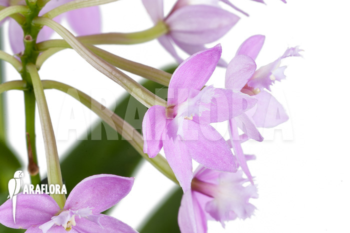 Epidendrum radicans &lsquo;Pink&rsquo;