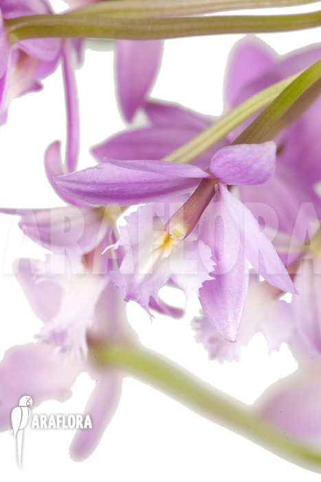 Epidendrum radicans &lsquo;Pink&rsquo;