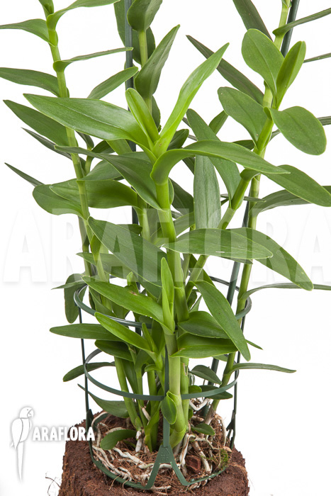 Epidendrum radicans &lsquo;Pink&rsquo;