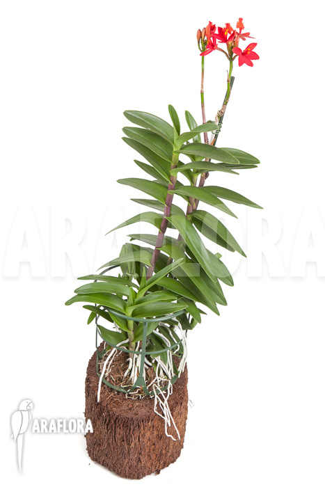 Epidendrum radicans &lsquo;Red&rsquo;