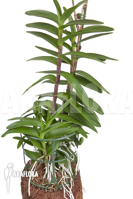 Epidendrum radicans &lsquo;Red&rsquo;