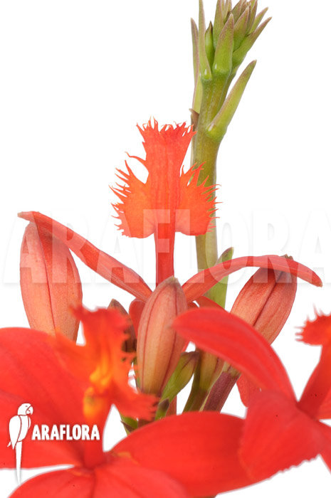 Epidendrum radicans &lsquo;Red&rsquo;