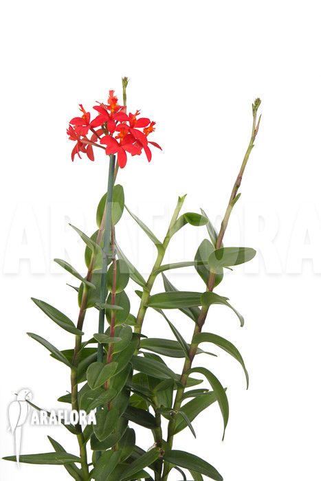 Epidendrum radicans &lsquo;Red&rsquo;