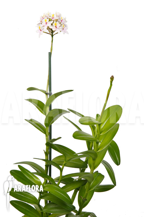 Epidendrum radicans &lsquo;White-ish&rsquo;