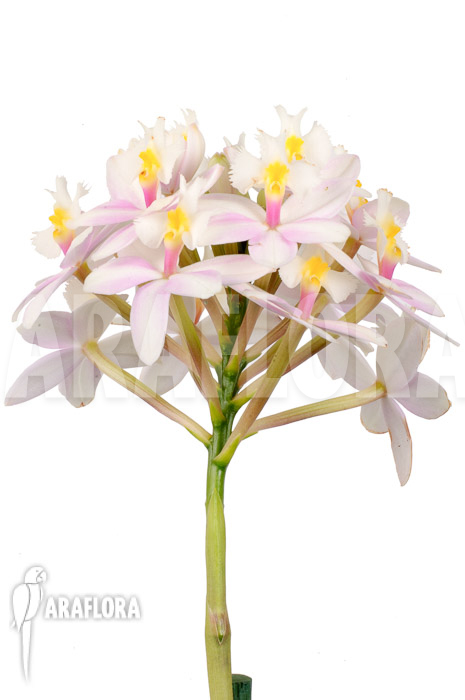 Epidendrum radicans &lsquo;White-ish&rsquo;