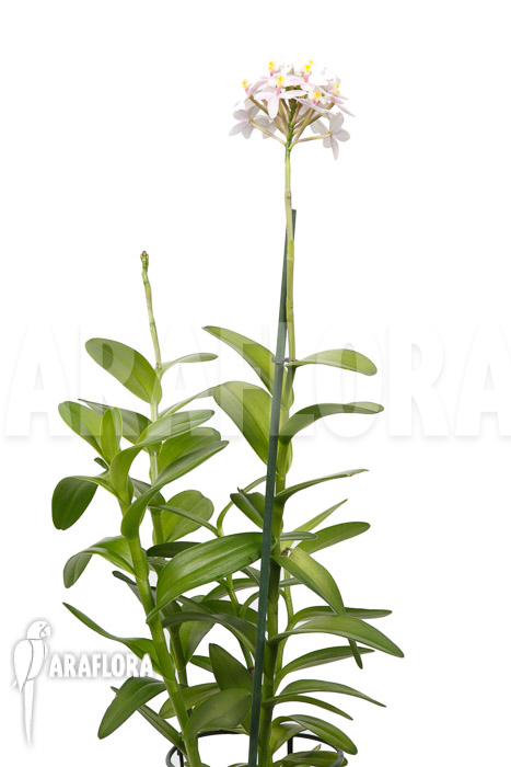 Epidendrum radicans &lsquo;White-ish&rsquo;