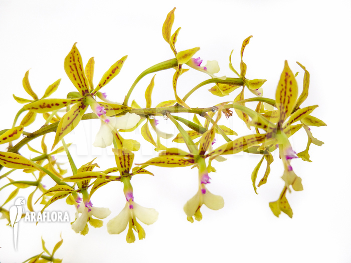 Epidendrum stamfordianum