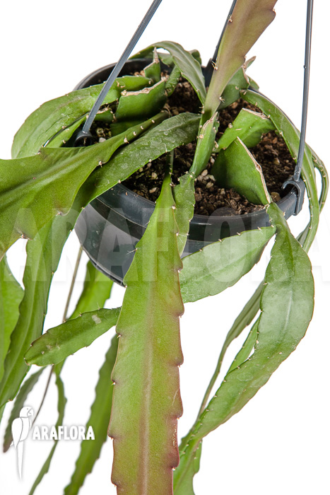 Epiphyllum ackermannii