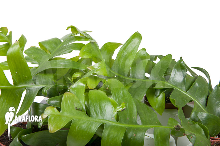 Epiphyllum chrysocardium