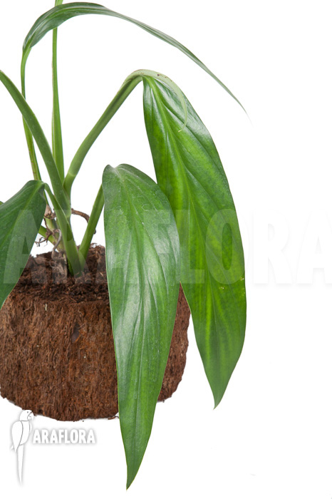 Epipremnum amplissimum &lsquo;starter&rsquo;