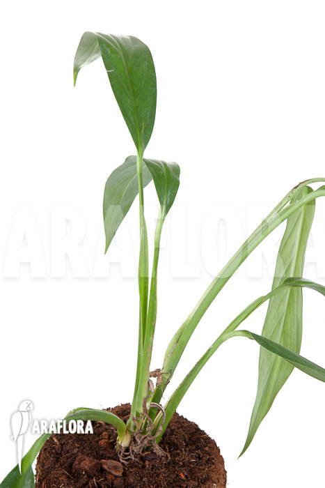 Epipremnum amplissimum &lsquo;starter&rsquo;