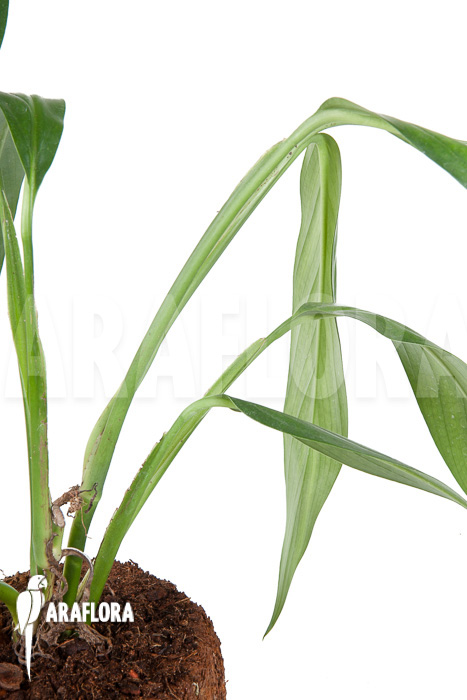 Epipremnum amplissimum &lsquo;starter&rsquo;