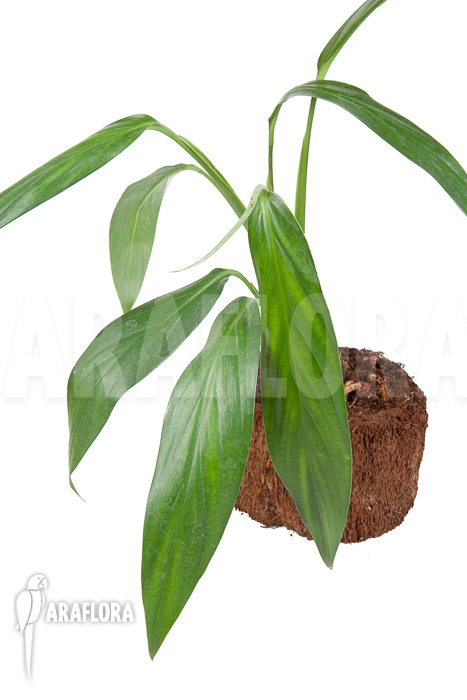 Epipremnum amplissimum &lsquo;starter&rsquo;