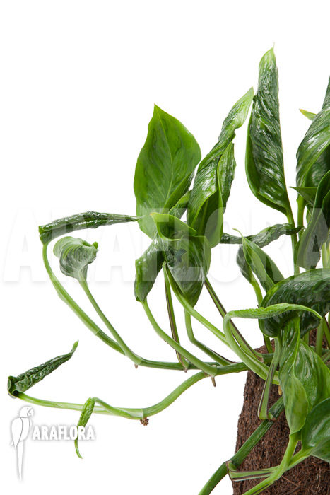 Epipremnum aureum Shangri-La