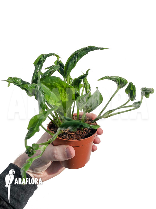 Epipremnum aureum Shangri-La &lsquo;S&rsquo;