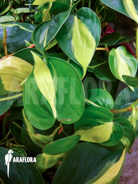 Epipremnum pinnatum &lsquo;Araflora liner&rsquo;