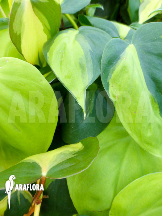 Epipremnum pinnatum &lsquo;Araflora liner&rsquo; detail