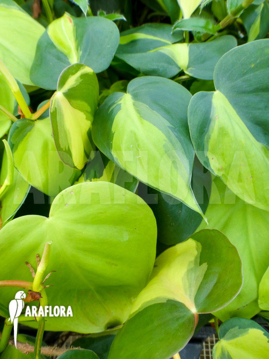 Epipremnum pinnatum &lsquo;Araflora liner&rsquo; detail