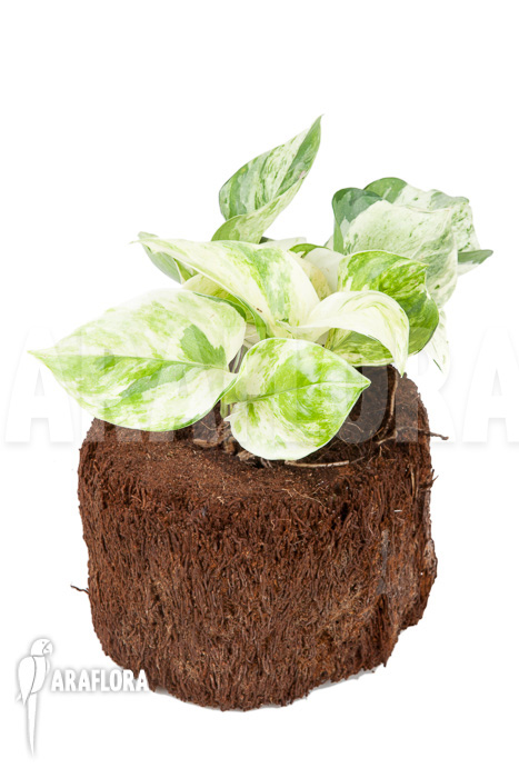 Epipremnum pinnatum &lsquo;Marble Planet&rsquo;