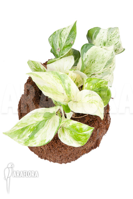 Epipremnum pinnatum &lsquo;Marble Planet&rsquo;