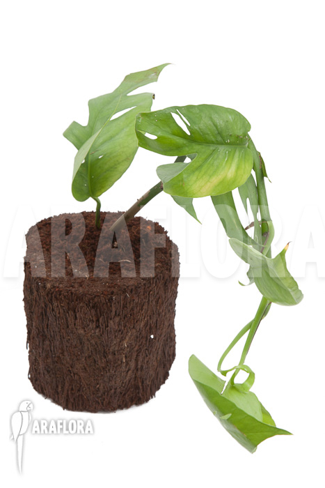 Epipremnum pinnatum Cebu Blue