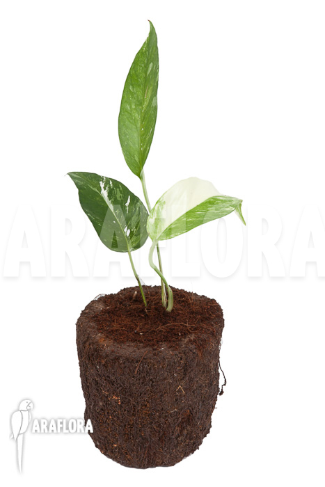 Epipremnum pinnatum variegated