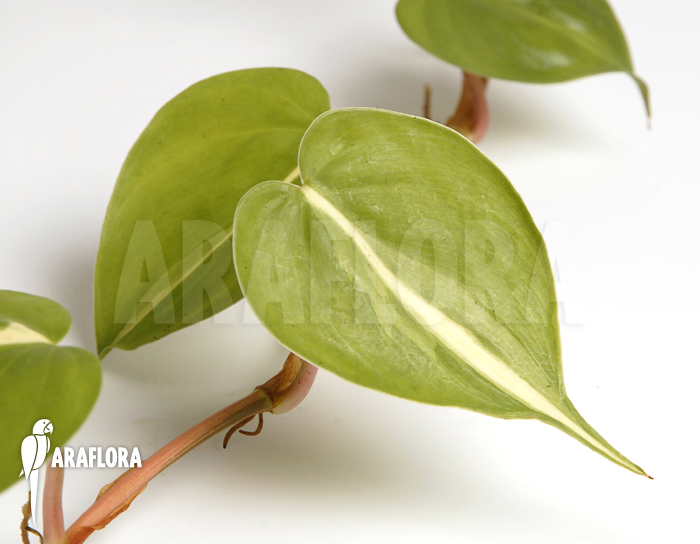 Epipremnum pinnatum &lsquo;Araflora liner&rsquo;