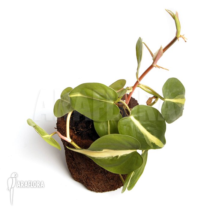 Epipremnum pinnatum &lsquo;Araflora liner&rsquo;