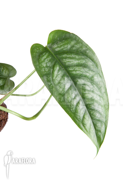 Epipremnum sp Blue &lsquo;M&rsquo;